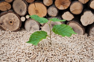 Future For Biomass Energy