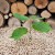 Future For Biomass Energy